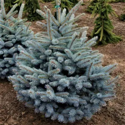 Ель МИСТИ БЛЮ голубая в Новополоцке