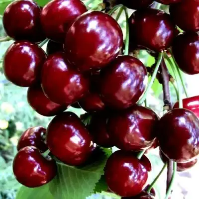 Черешня ОЛЕНЬКА в Новополоцке