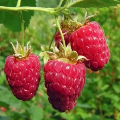 Малина ГОРДОСТЬ РОССИИ в Новополоцке