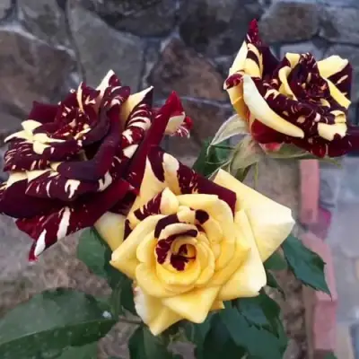 Роза АБРАКАДАБРА чайно-гибридная в Новополоцке