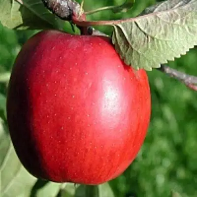 Яблоня РЕДФРИ в Новополоцке