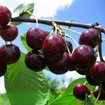 Дюк ЧУДО-ВИШНЯ в Новополоцке