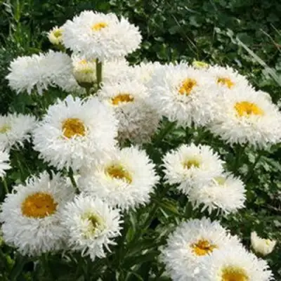 Нивяник КРЕЙЗИ ДЕЙЗИ наибольший в Новополоцке