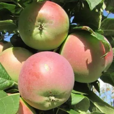 Яблоня МОСКОВСКОЕ ЗИМНЕЕ в Новополоцке