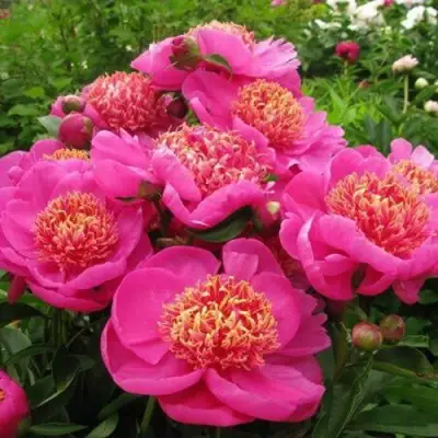 Пион ДОРИН травянистый в Новополоцке