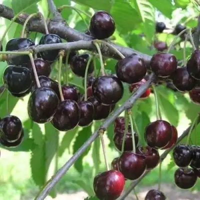 Черешня ЛЮБИМИЦА АСТАХОВА в Новополоцке