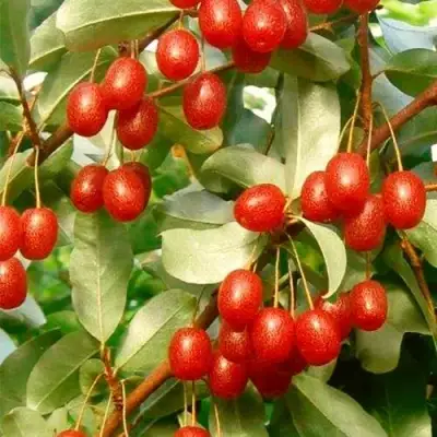 ГУМИ (ЛОХ МНОГОЦВЕТКОВЫЙ) в Новополоцке