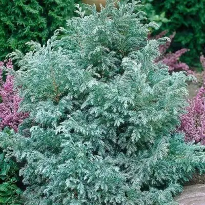 Кипарисовик БУЛЕВАРД горохоплодный в Новополоцке