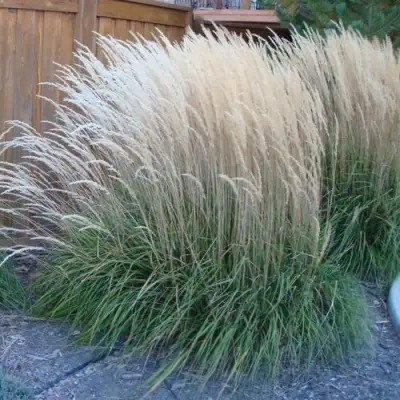 Вейник КАРЛ ФОРСТЕР остроцветковый в Новополоцке