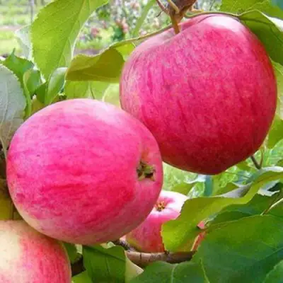 Яблоня РОЗОВЫЙ НАЛИВ в Новополоцке