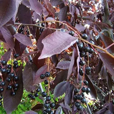 Черемуха виргинская ШУБЕРТ в Новополоцке