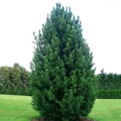 Сосна кедровая европейская в Новополоцке