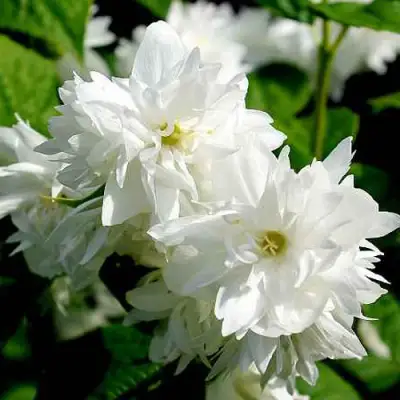 Жасмин ДАМ БЛАНШ в Новополоцке