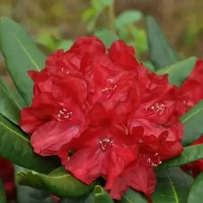 Рододендрон БУЗУКИ в Новополоцке