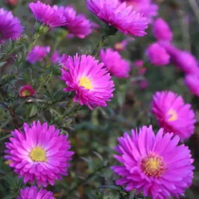 Астра КАРМИНКУППЕЛЬ в Новополоцке