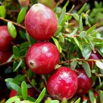 Клюква СТИВЕНС в Новополоцке