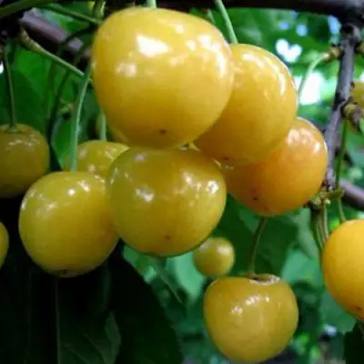 Черешня РОССОШАНСКАЯ ЗОЛОТАЯ в Новополоцке