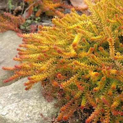 Водяника БЕРНШТЕЙН черная в Новополоцке