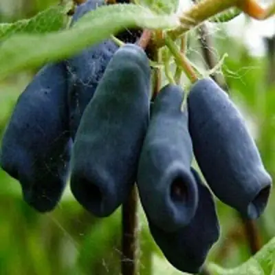 Жимолость съедобная НАРЫМСКАЯ в Новополоцке