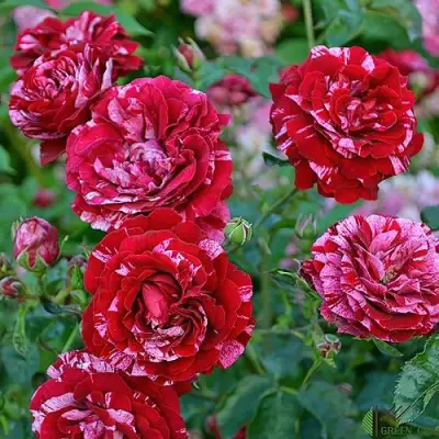 Роза ДИП ИМПРЕШН флорибунда в Новополоцке