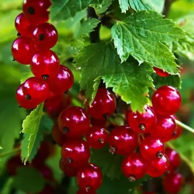 Смородина красная РОЛАН в Новополоцке