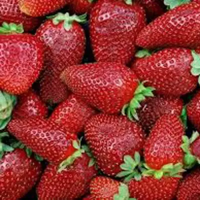 Клубника СКАЛА в Новополоцке