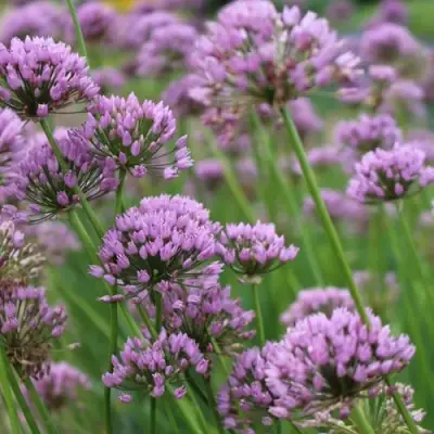 Лук угловатый в Новополоцке