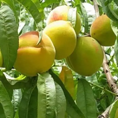 Персик СЕЯНЕЦ СТАРКА в Новополоцке