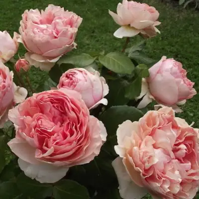 Роза ФИЛИНГ чайно-гибридная в Новополоцке