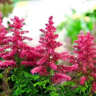 Астильба ЮНИК КАРМИН гибридная в Новополоцке