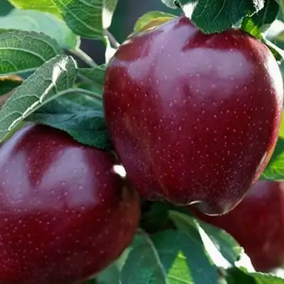 Яблоня РЕД ЧИФ в Новополоцке