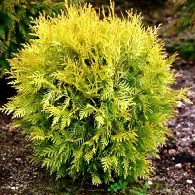 Туя ГЛОБОЗА АУРЕА западная в Новополоцке