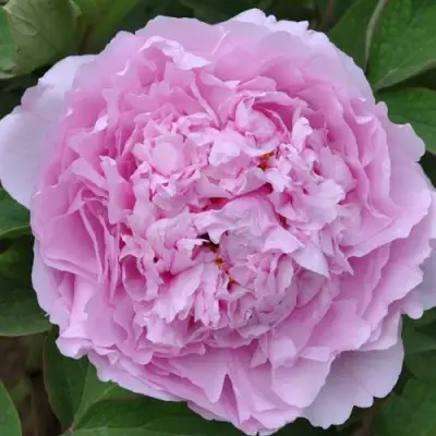 Пион ПРОЗРАЧНАЯ РОСА древовидный в Новополоцке