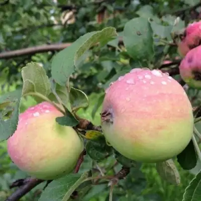 Яблоня УТРО в Новополоцке