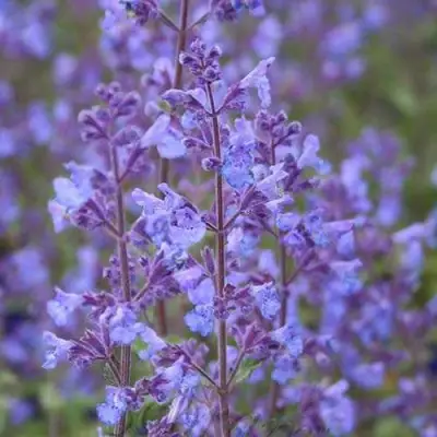 Котовник КИТ КЭТ фассена в Новополоцке