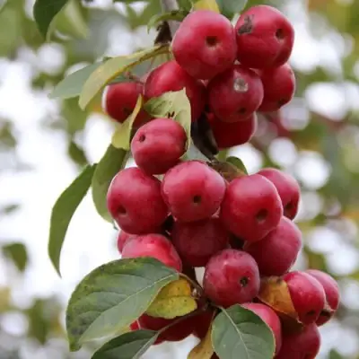 Яблоня РЕД ОБЕЛИСК колонновидная в Новополоцке