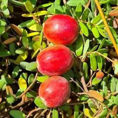 Клюква БАИН 6 в Новополоцке