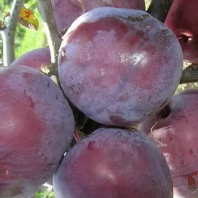 Слива ПАННА в Новополоцке