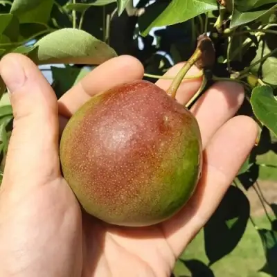 Груша КУПАЛА в Новополоцке