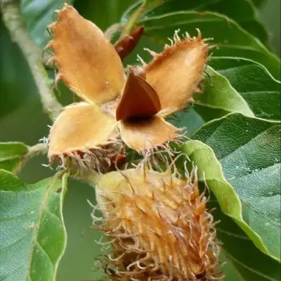 Бук обыкновенный в Новополоцке