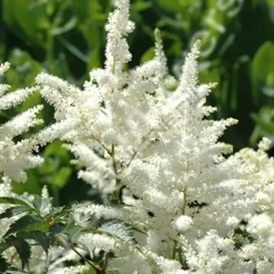 Астильба ХЭППИ ДЕЙ Арендса в Новополоцке