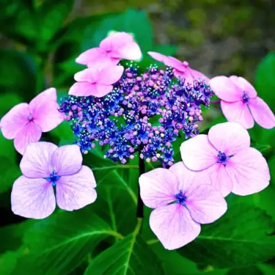 гортензия пильчатая Блюберд