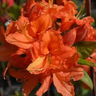 Азалия МАНДАРИН ЛАЙТС листопадная в Новополоцке