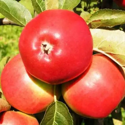 Яблоня СЯБРЫНА в Новополоцке