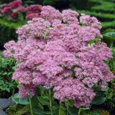 Очиток (седум) БРИЛЛИАНТ в Новополоцке