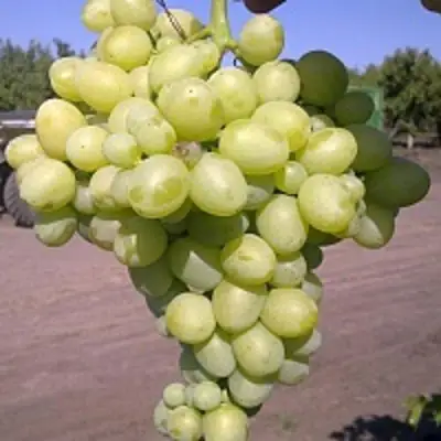 Виноград АРКАДИЯ в Новополоцке