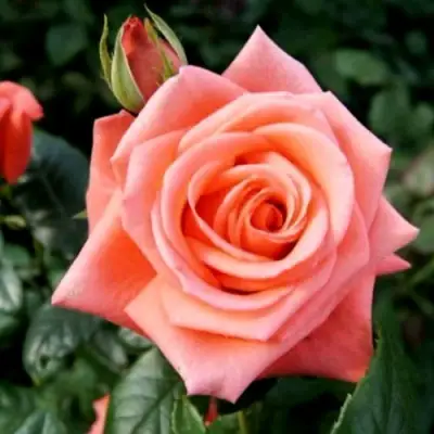 Роза ВАУ чайно-гибридная в Новополоцке