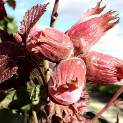 Фундук АЛЫЙ ПАРУС в Новополоцке