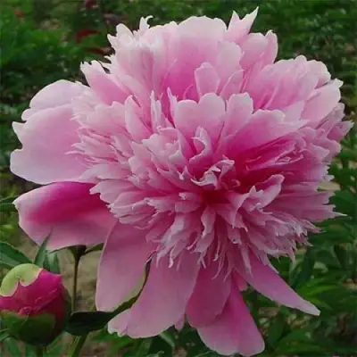 Пион ГОЛУБАЯ ХРИЗАНТЕМА травянистый в Новополоцке