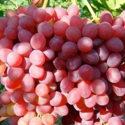 Виноград КИШМИШ КРАСНЫЙ в Новополоцке